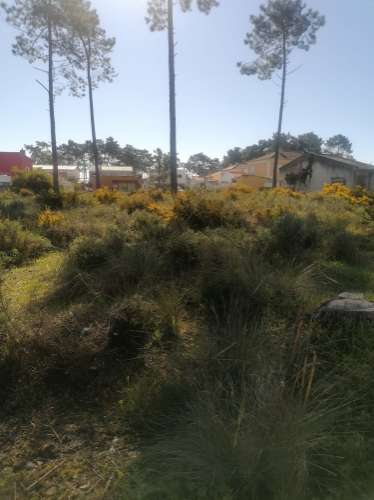 Terreno urbano com 3977 m2 na Aroeira, Charneca de Caparica.
