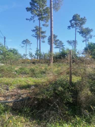 Terreno urbano com 3977 m2 na Aroeira, Charneca de Caparica.