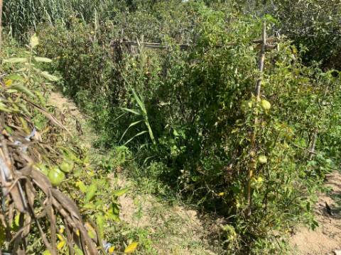 Terreno para construção de 2 fogos, com um armazem de 120 m2, em Zambujal, Sesimbra ( Castelo)