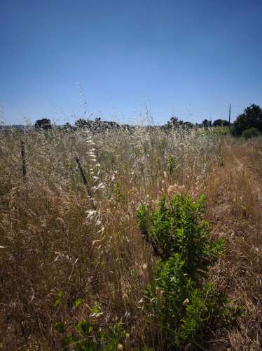 Dois lotes de terrenos rústicos na Quinta de Serralheiras em Palmela