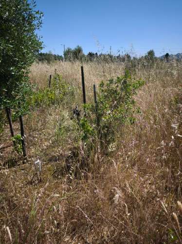 Dois lotes de terrenos rústicos na Quinta de Serralheiras em Palmela