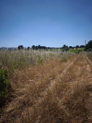 Dois lotes de terrenos rústicos na Quinta de Serralheiras em Palmela