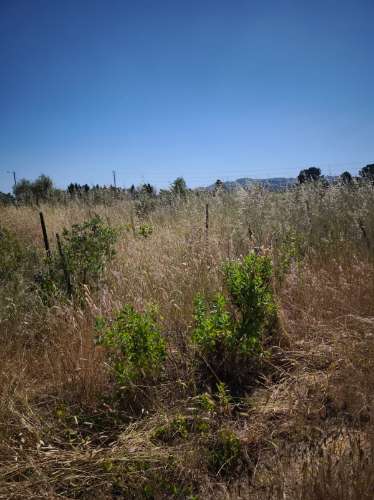 Dois lotes de terrenos rústicos na Quinta de Serralheiras em Palmela