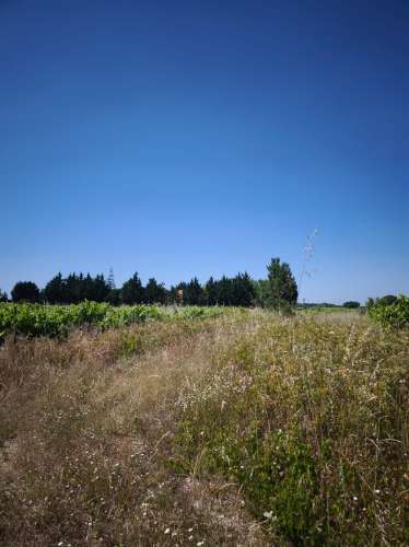 Dois lotes de terrenos rústicos na Quinta de Serralheiras em Palmela