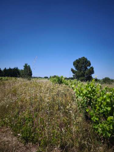 Dois lotes de terrenos rústicos na Quinta de Serralheiras em Palmela