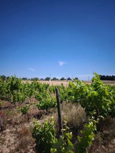 Dois lotes de terrenos rústicos na Quinta de Serralheiras em Palmela