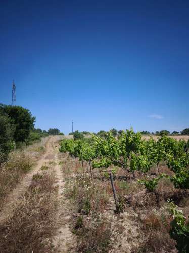 Dois lotes de terrenos rústicos na Quinta de Serralheiras em Palmela