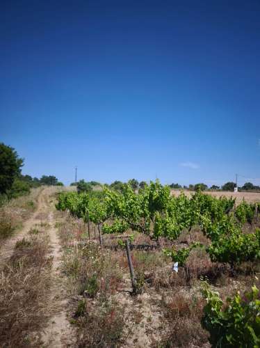 Dois lotes de terrenos rústicos na Quinta de Serralheiras em Palmela