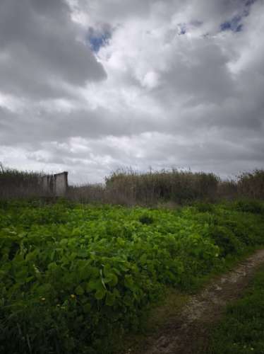 Quinta em Monte de Caparica,Almada, com lote de 23 497 m² ,perto de Universidade.