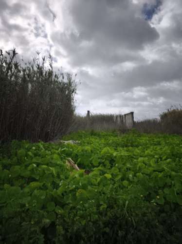 Quinta em Monte de Caparica,Almada, com lote de 23 497 m² ,perto de Universidade.