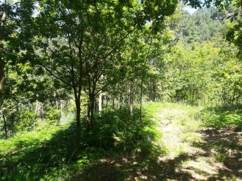 TERRENO COM APROXIMADAMENTE 14.000M² EM CERVA, RIBEIRA DE PENA