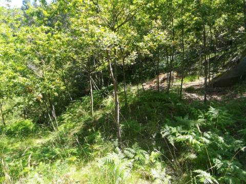 TERRENO COM APROXIMADAMENTE 14.000M² EM CERVA, RIBEIRA DE PENA