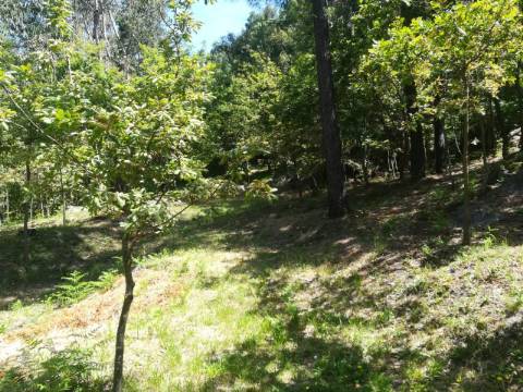TERRENO COM APROXIMADAMENTE 14.000M² EM CERVA, RIBEIRA DE PENA