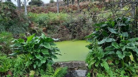 QUINTINHA COM CASA PARA RECUPERAR