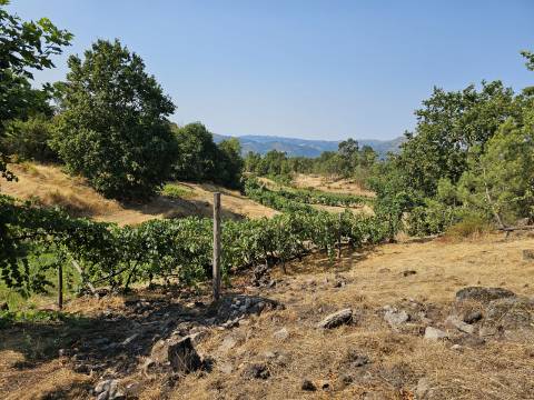Quinta com Moradia T4 em Leiradas, Rio Douro - Cabeceiras de Basto