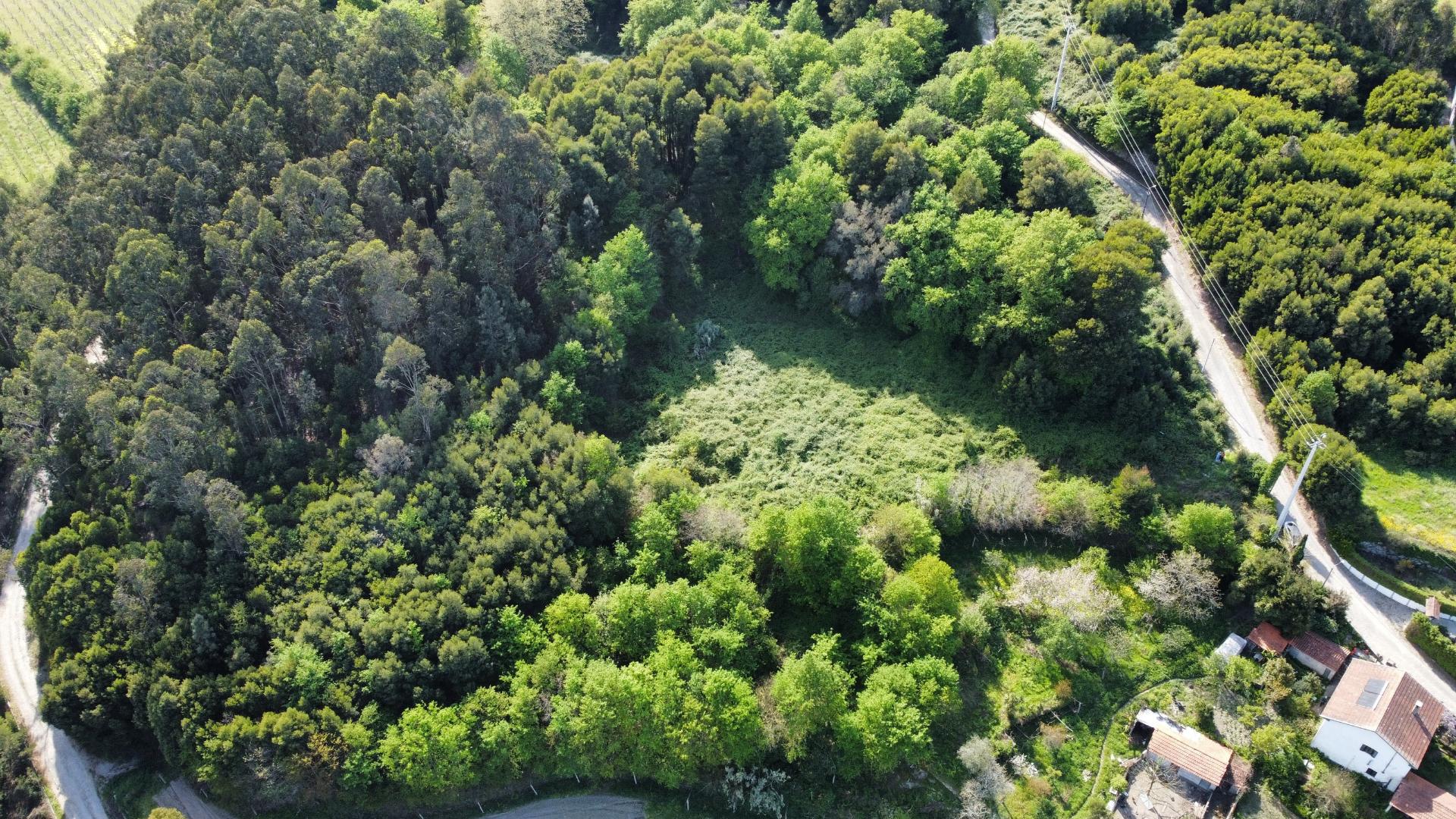 Terreno com 1ha, em Boelhe, Penafiel