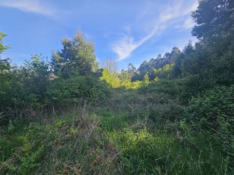 Terreno com 1ha, em Boelhe, Penafiel