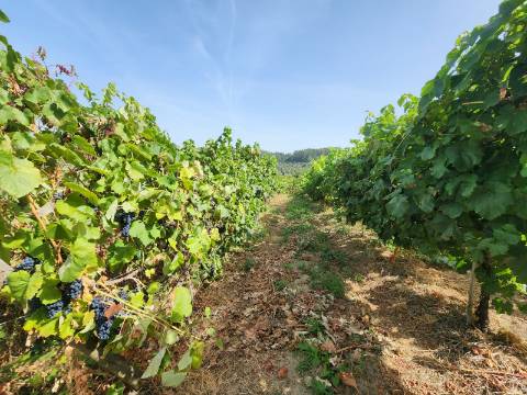 Quinta Vinícola em Atei, Mondim de Basto