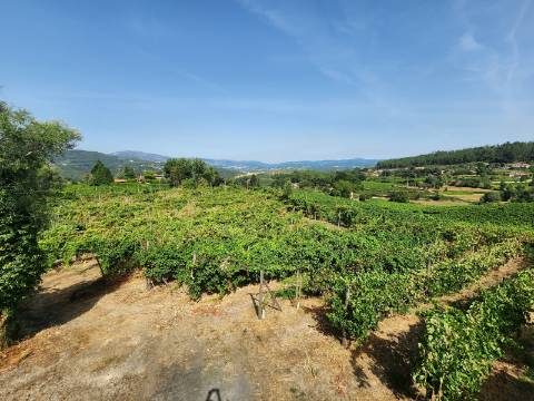 Quinta Vinícola em Atei, Mondim de Basto
