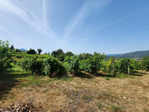 Quinta Vinícola em Atei, Mondim de Basto