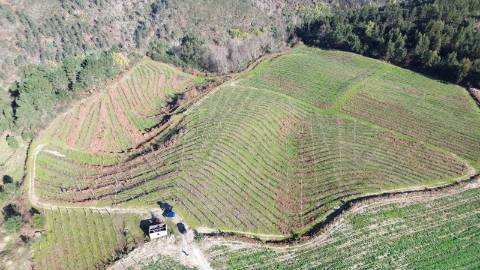 Terreno vinícola junto ao rio Tâmega