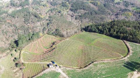 Terreno vinícola junto ao rio Tâmega