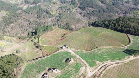 Terreno vinícola junto ao rio Tâmega