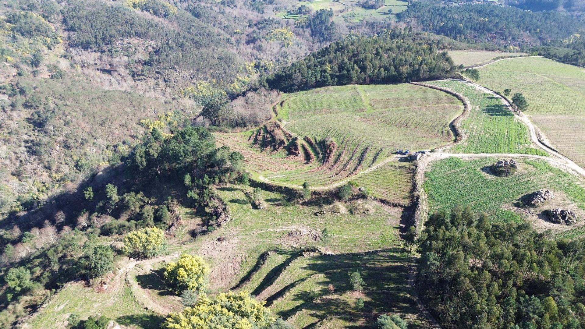 Terreno vinícola junto ao rio Tâmega
