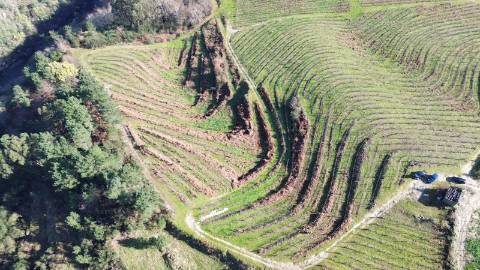 Terreno vinícola junto ao rio Tâmega