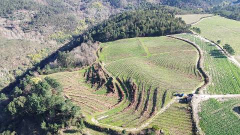 Terreno vinícola junto ao rio Tâmega