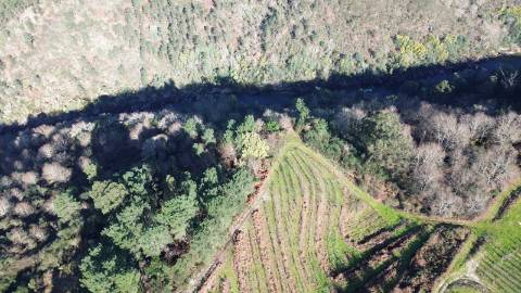 Terreno vinícola junto ao rio Tâmega
