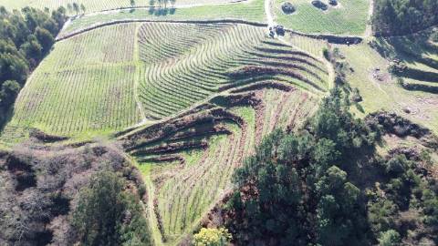 Terreno vinícola junto ao rio Tâmega