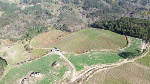 Terreno vinícola junto ao rio Tâmega