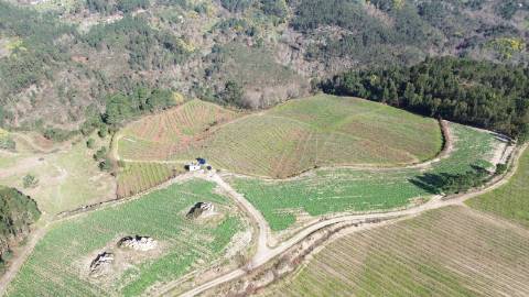Terreno vinícola junto ao rio Tâmega