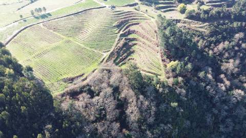 Terreno vinícola junto ao rio Tâmega