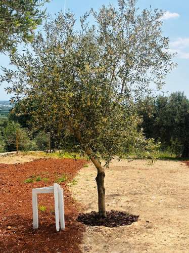 Quinta de charme em Estoi