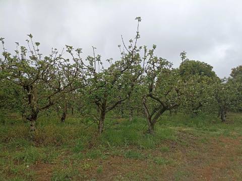 Casa Antiga para Restauro