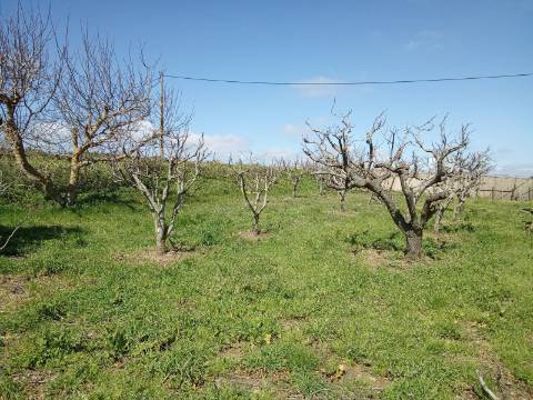 Terreno para construção, junto do Cadaval