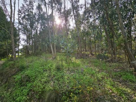 Terreno de 12.105 m2 com moradia Torres Vedras