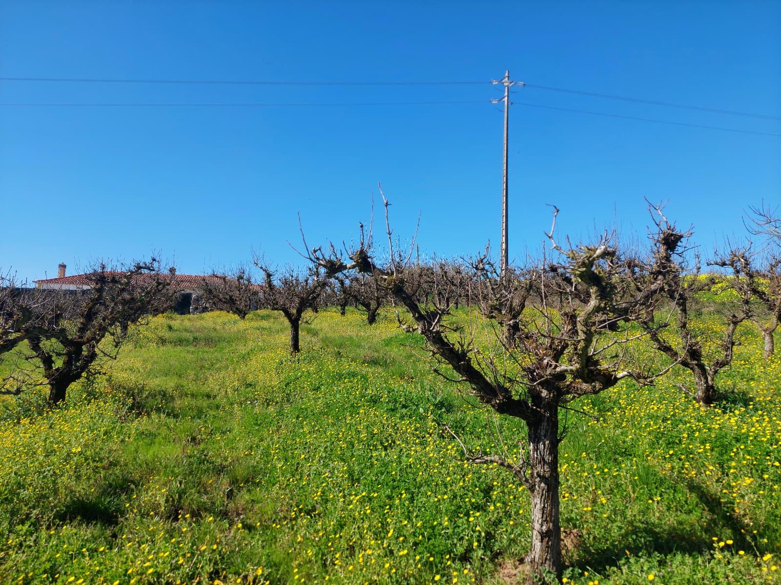 Terreno Rustico Urbanizável