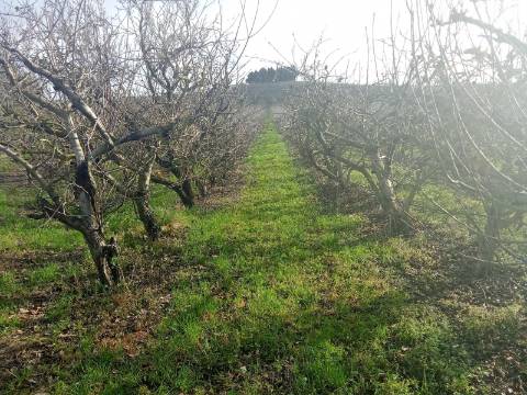 Terreno com Casa de habitação na Merceana