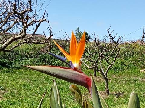 Terreno com Casa de habitação na Merceana