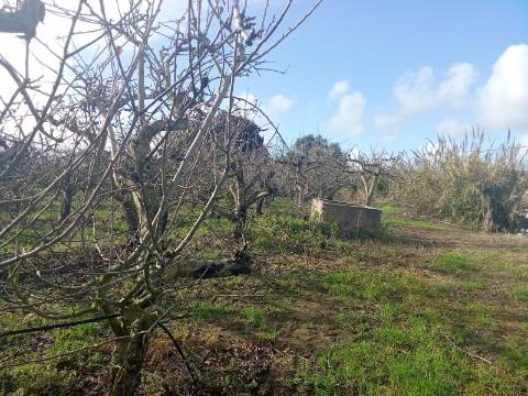 Terreno com Casa de habitação na Merceana