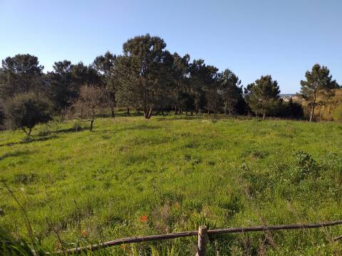 Quinta T6 em Óbidos!