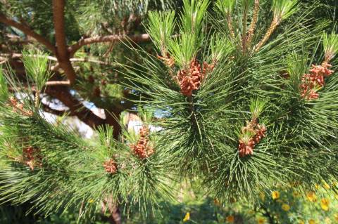 Apartamento T3 no Rés-do-Chão - Nazaré