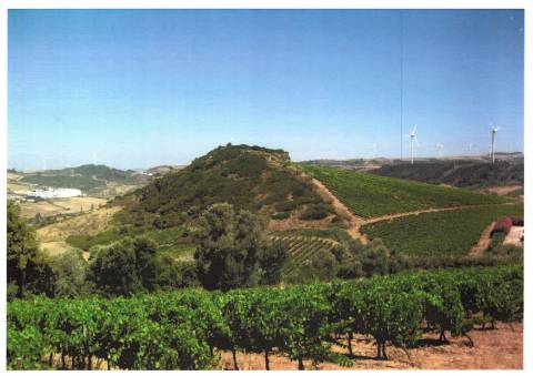 Terreno Agrícola com Vinha Produtiva - Serra da Vila, Torres Vedras