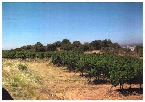 Terreno Agrícola com Vinha Produtiva - Serra da Vila, Torres Vedras