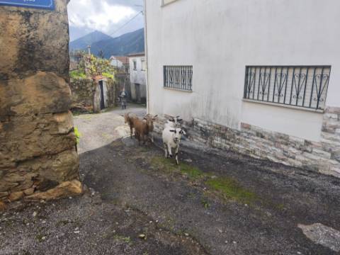 Moradia antiga com grande potencial em Conhais, Góis