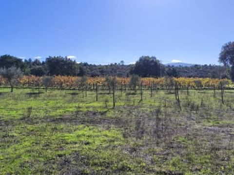 Herdade em Juncais - Fornos de Algodres, Guarda