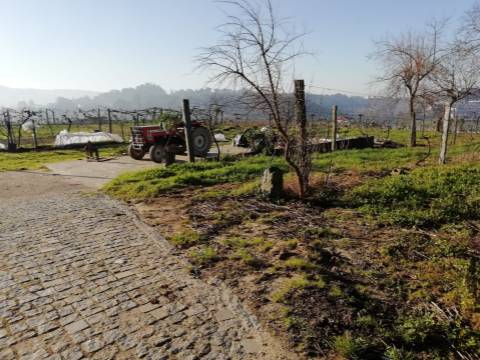 Quinta com produção de vinho verde